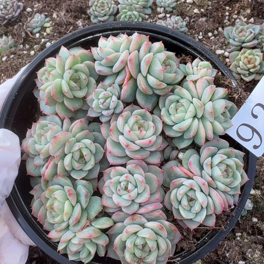多****多肉植物多肉植物921