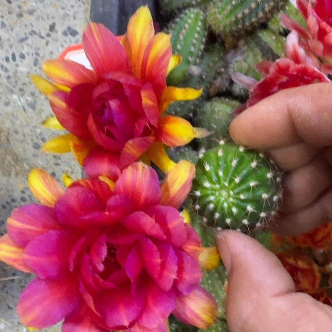 6丽花A82歪3公分左右无根侧牙,20包邮