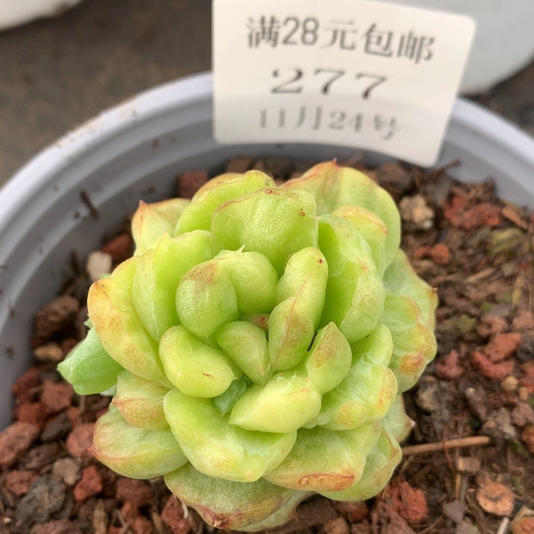 【闪购商品】云277号