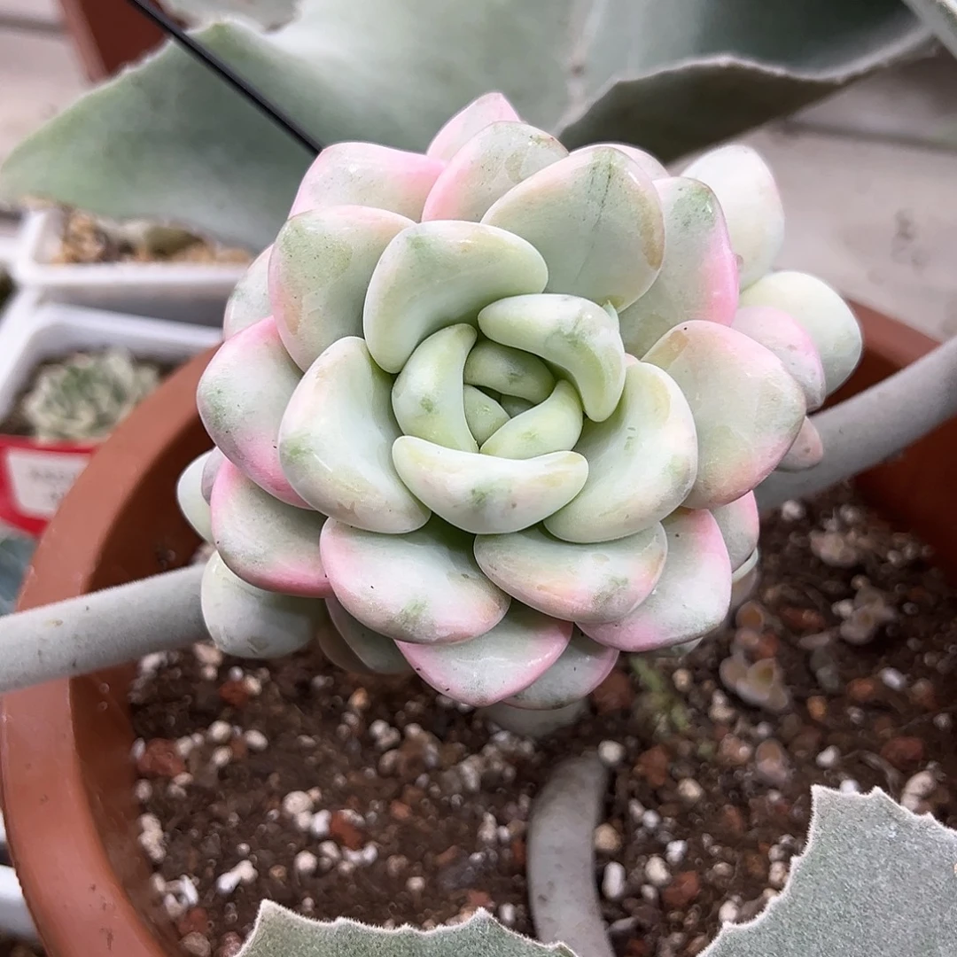 花斑露锦三个侧芽多肉植物