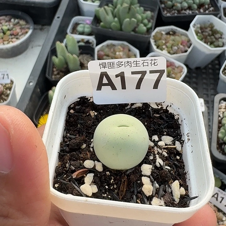 177多肉植物多肉植物