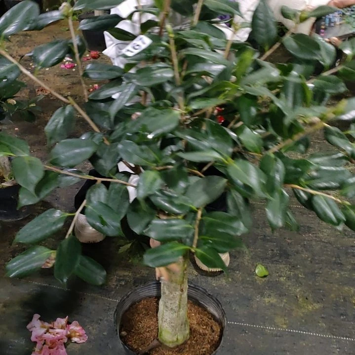 167熊谷，原盆原土发货了