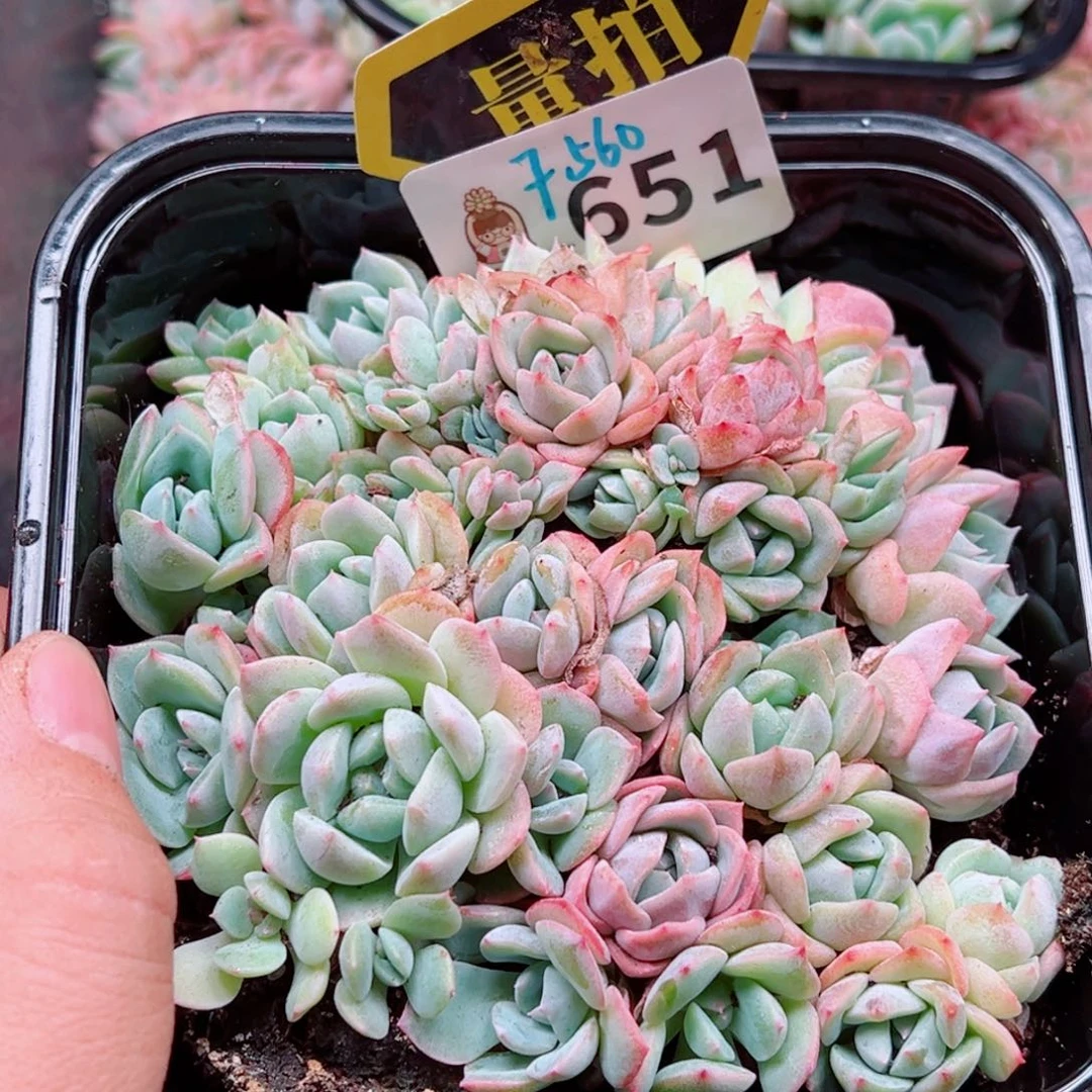 多肉植物多肉植物