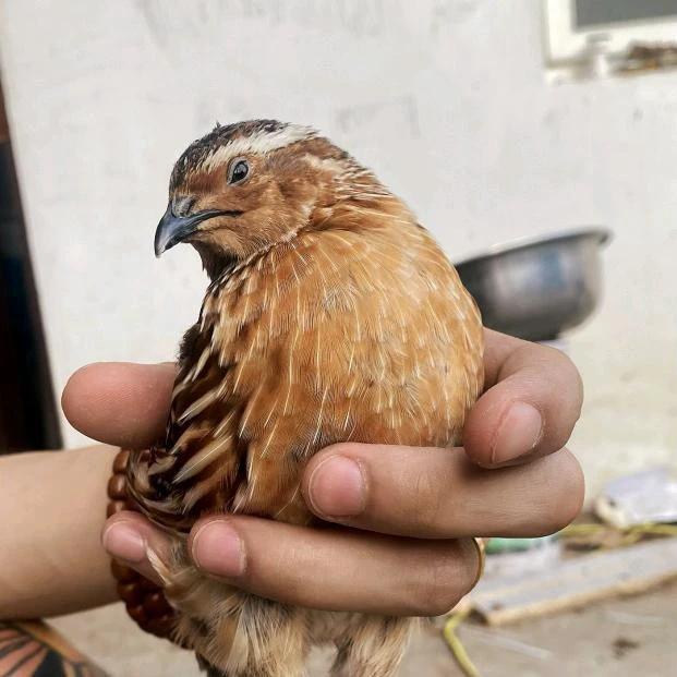 精品家养斗鹌鹑·宠物