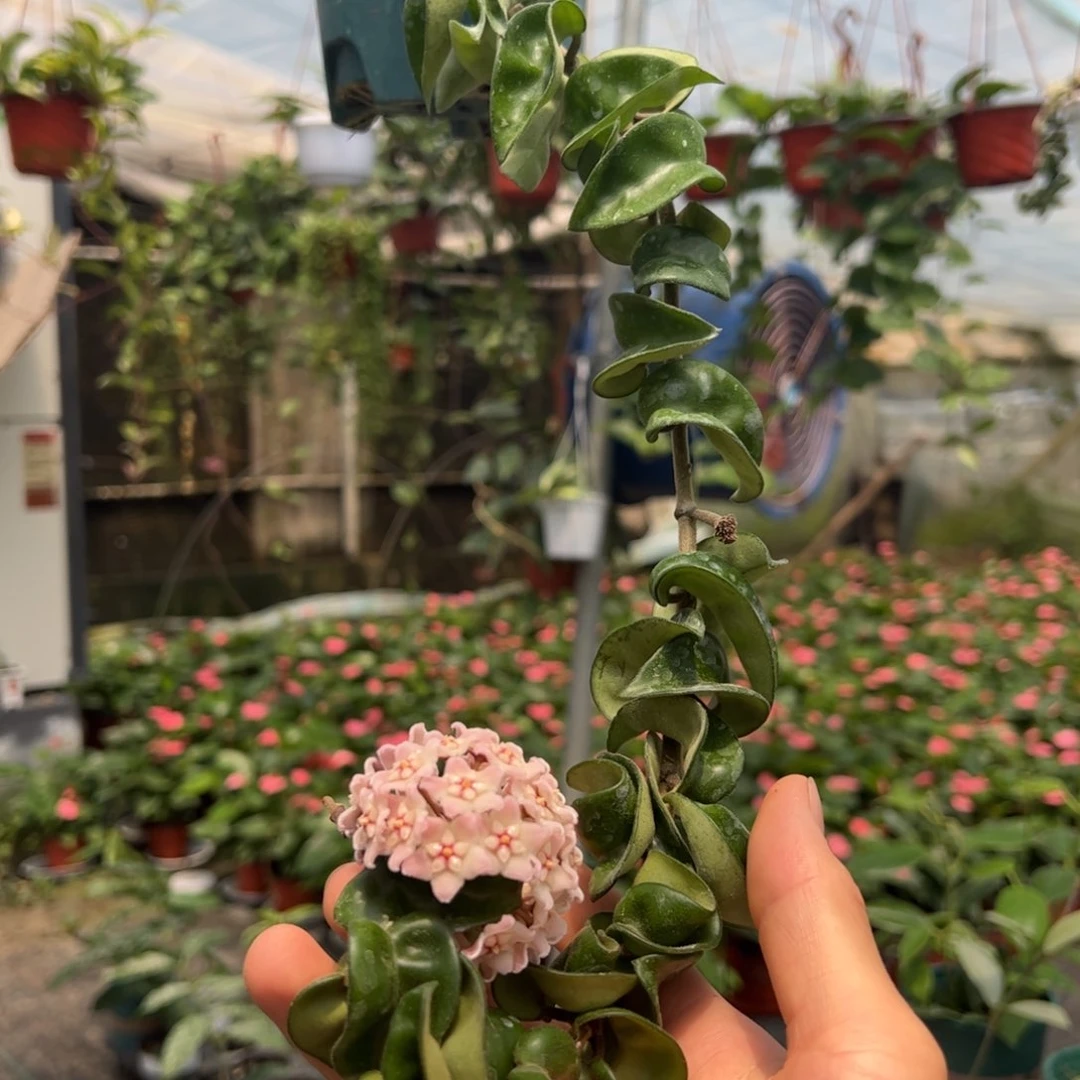 红****无花朵卷发女郎 卷叶球兰