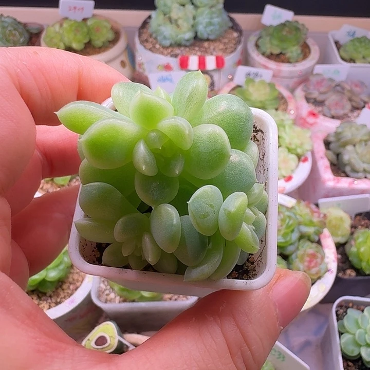 4头纸鸢甜心状态好
