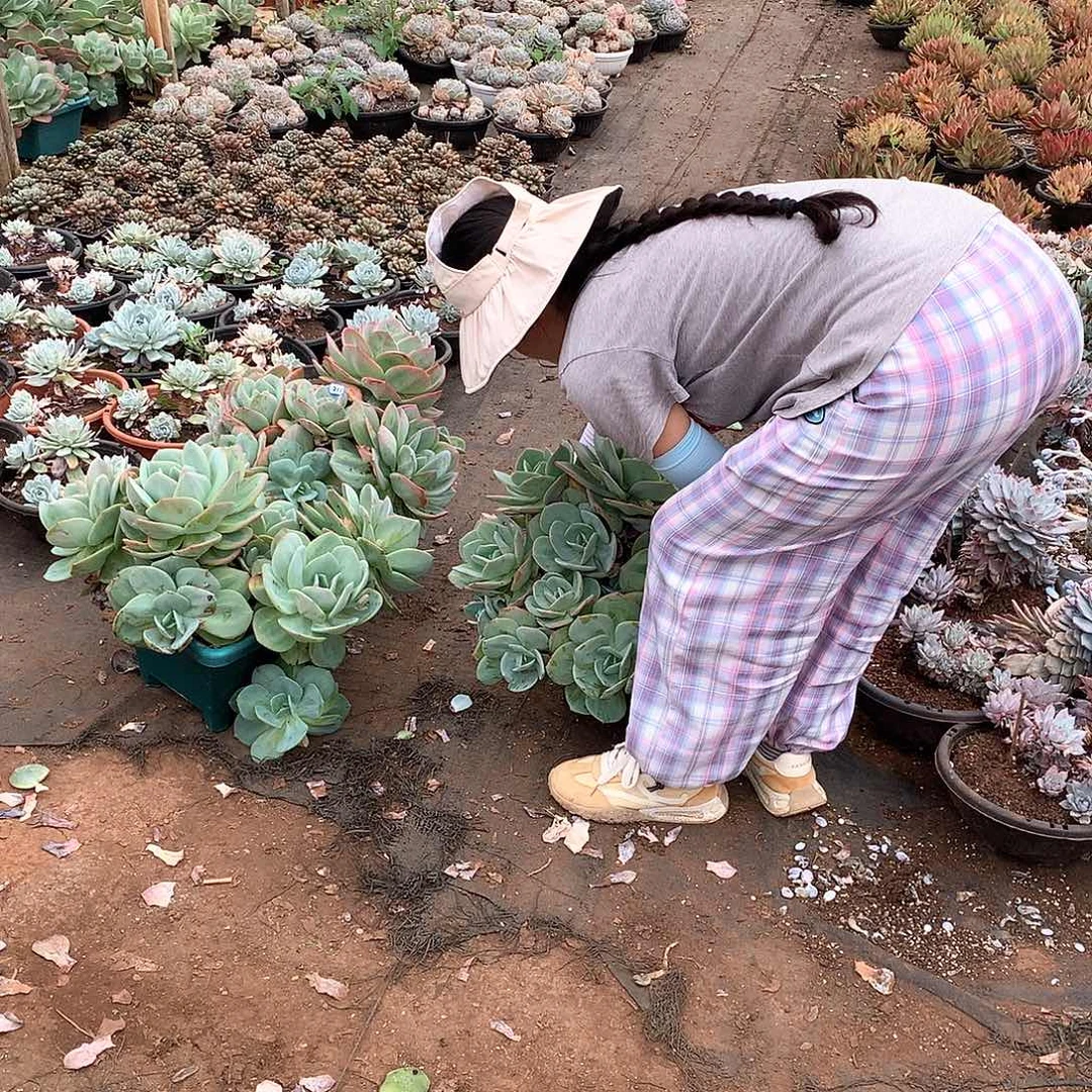 ****°232雪凤一物一拍多肉