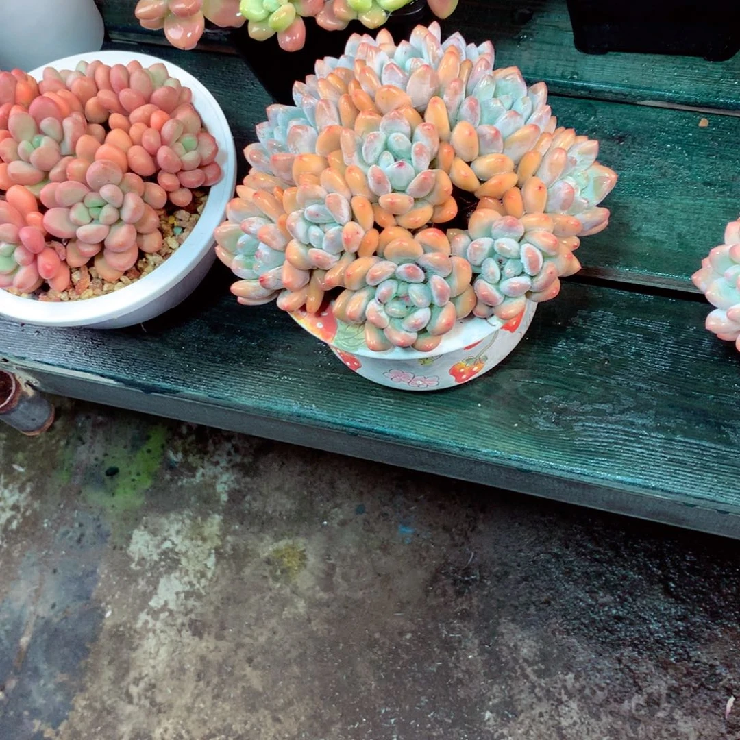 庆***你一物一拍一物一拍