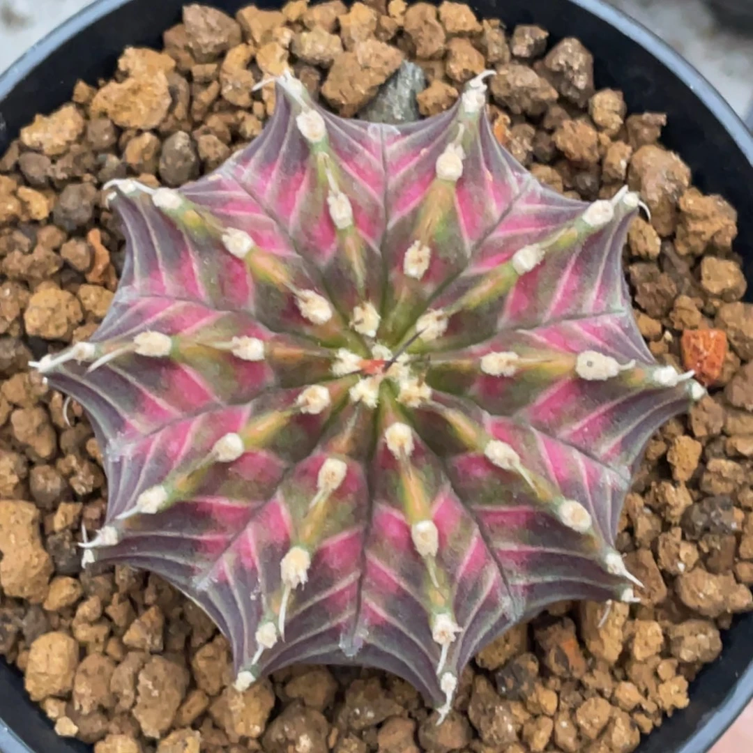 当前无花朵，栽培后可花朵肋骨轮回