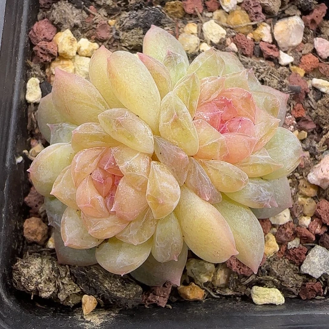 946 【满29包邮非偏远】