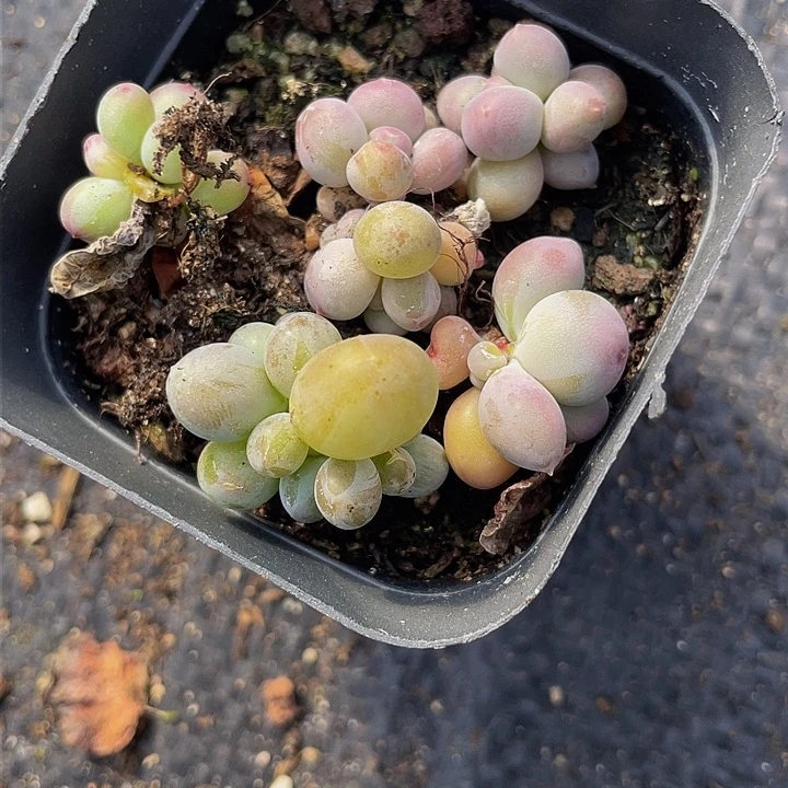 云*一物一拍满18包邮