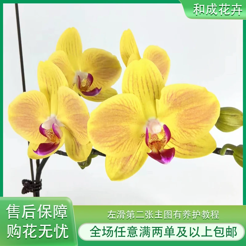 和成花卉【好吉利】带花带花苞发货 蝴蝶兰基地直发