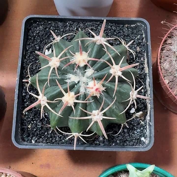 凌波仙人球123456