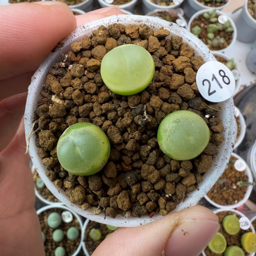 拉登一颗脱土2180000