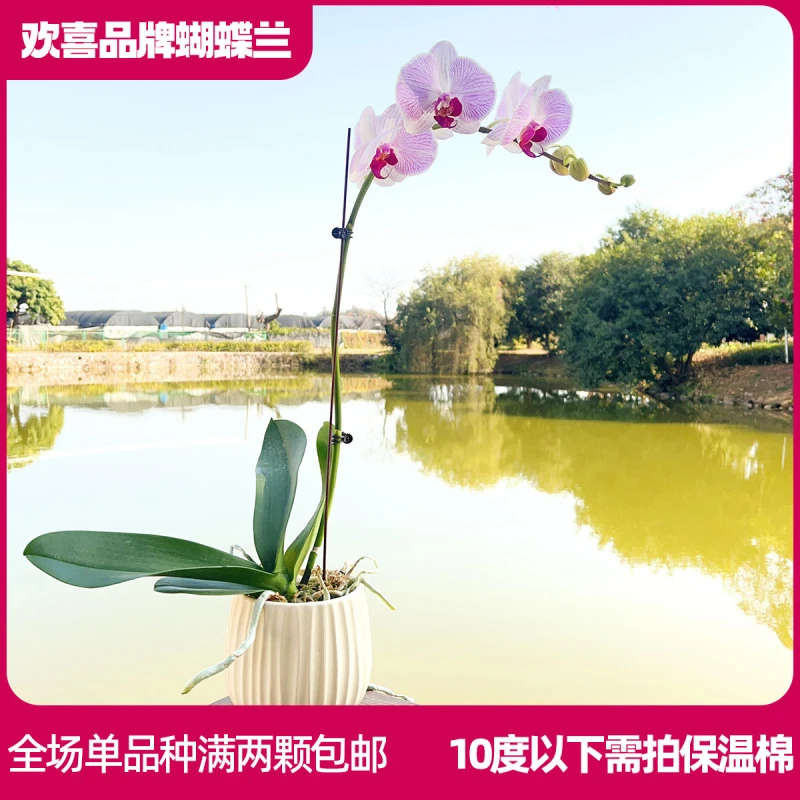 【蜜桃】精品蝴蝶兰鲜花绿植室内花盆景