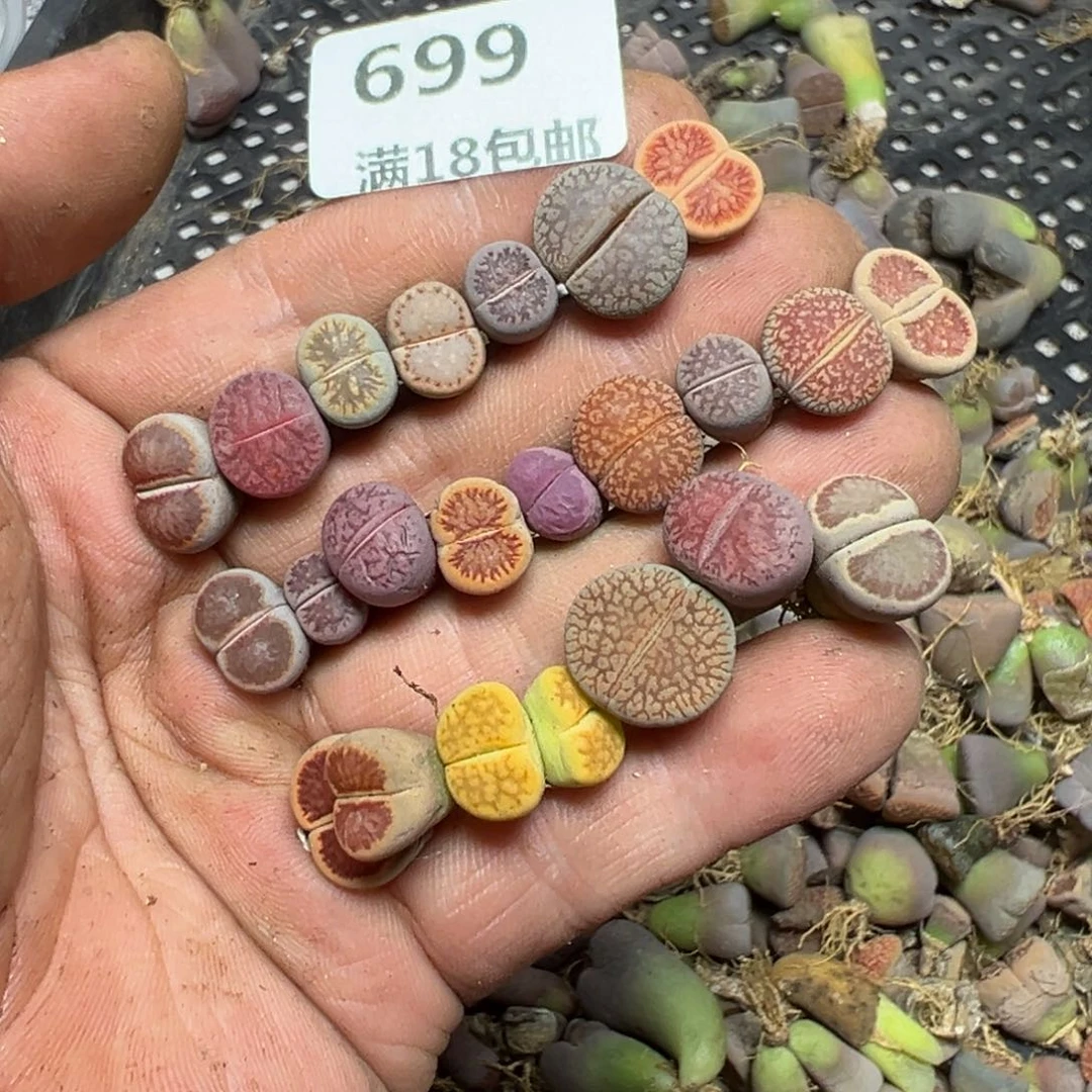 【闪购商品】N***y 699。