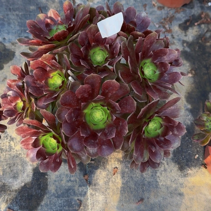 00000000000361红玫瑰