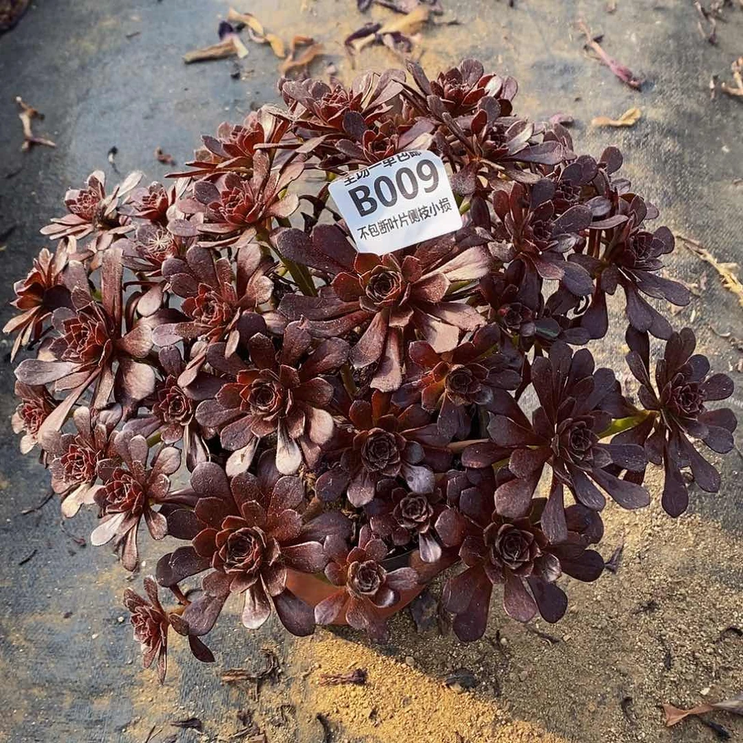 009黑珍珠多肉法师锦