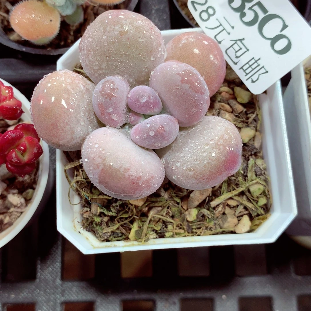 5厘米盆精控多肉435