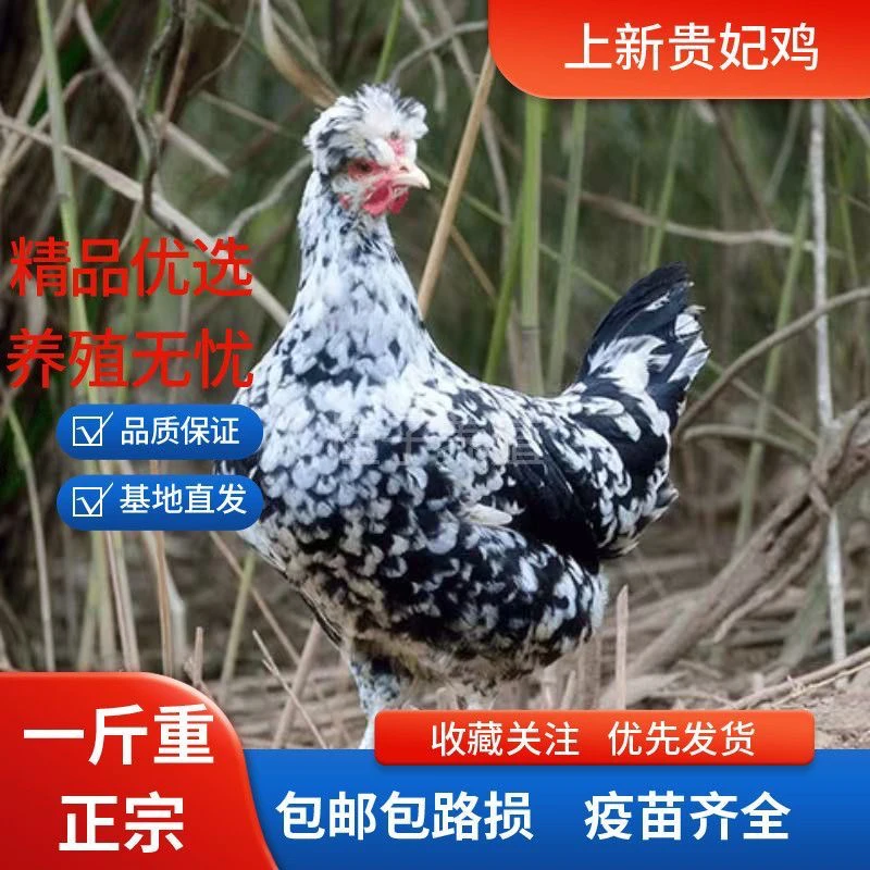 宠物鸡贵妃鸡贵妇鸡观赏下蛋食肉一举三得
