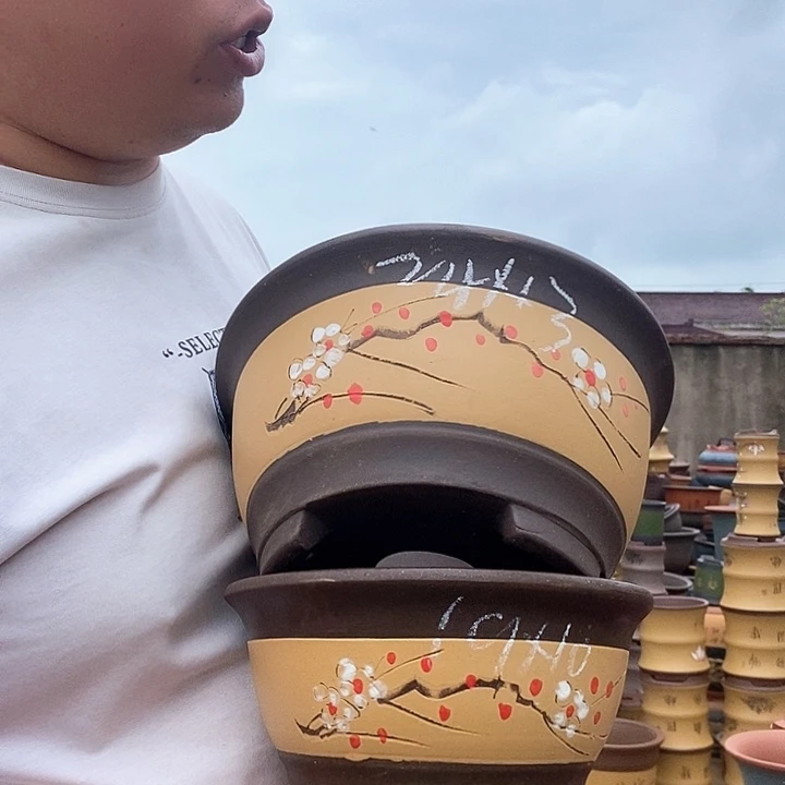 紫砂花盆盆栽植物观赏