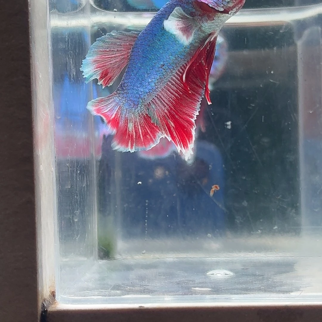 斗鱼泰国斗鱼直播192