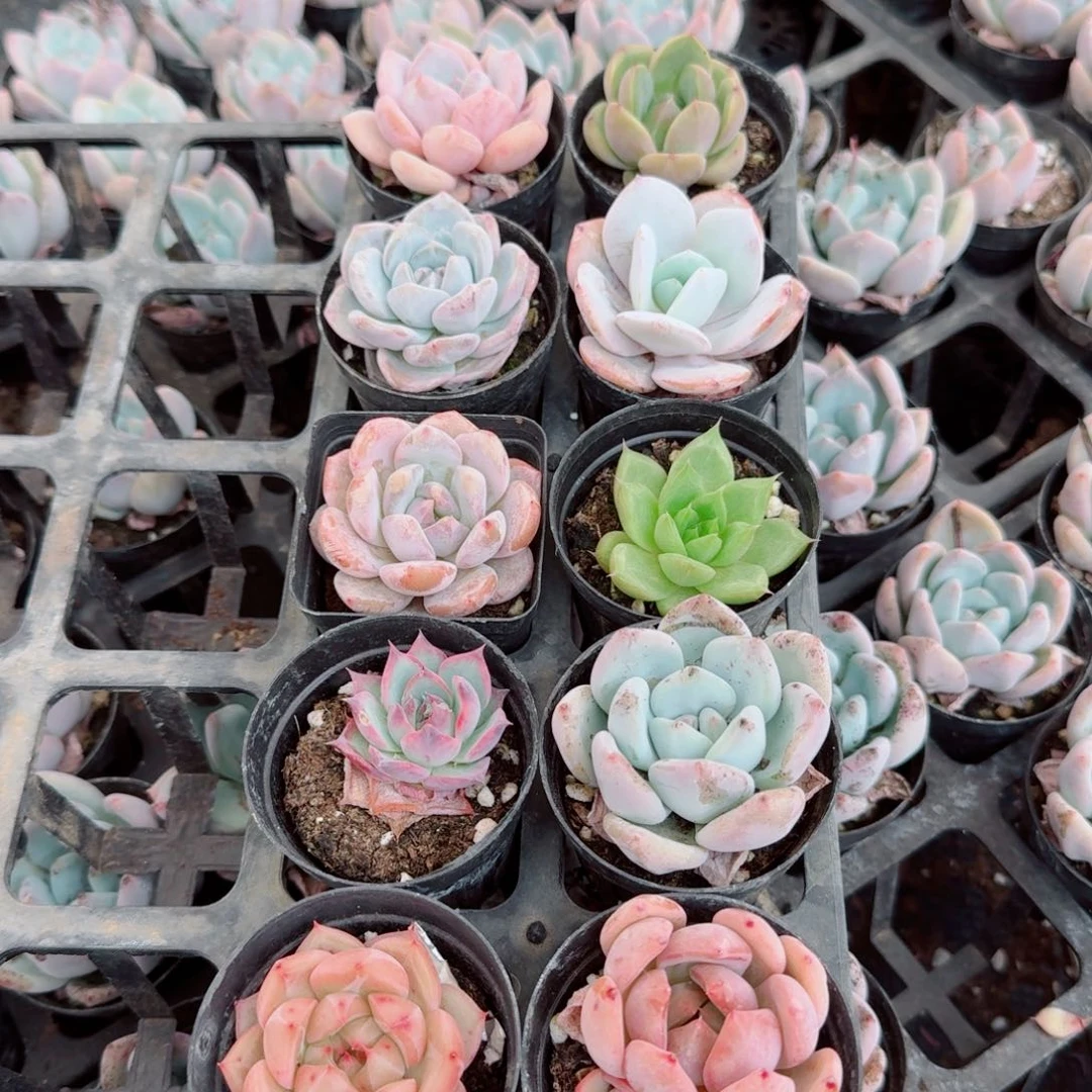 多肉杂交十棵量拍左九6-32