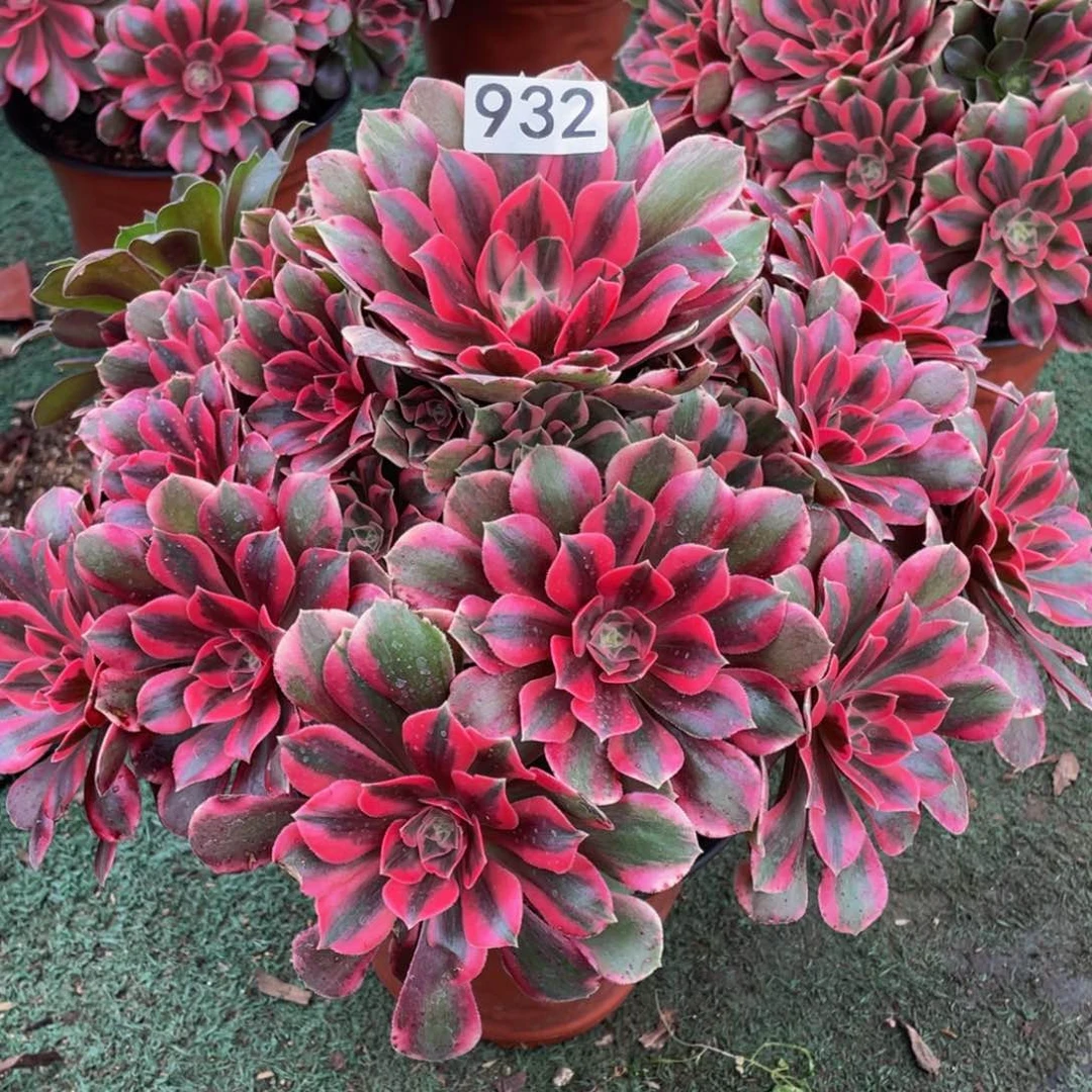 心**念932粉女妖精品法师老桩