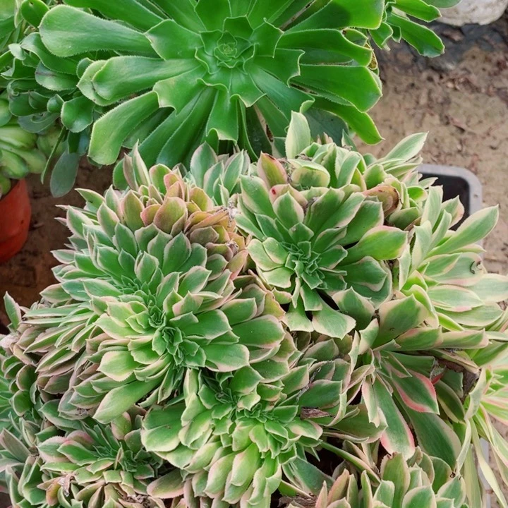 多肉植物组合601
