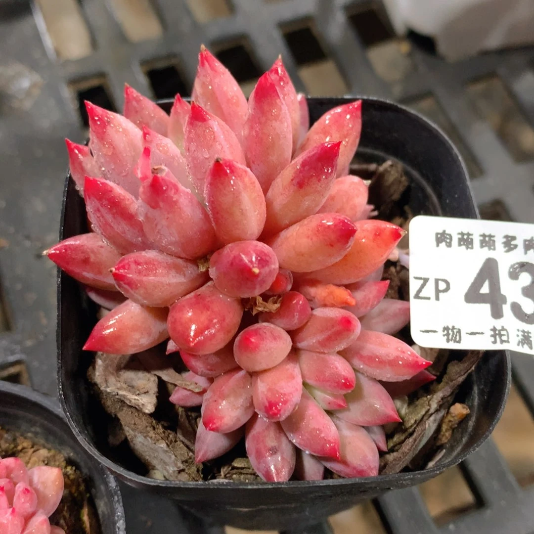 肉萌萌拇指盆精控多肉ZP430