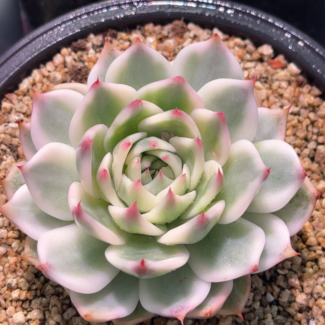 多肉特价吉娃娃锦