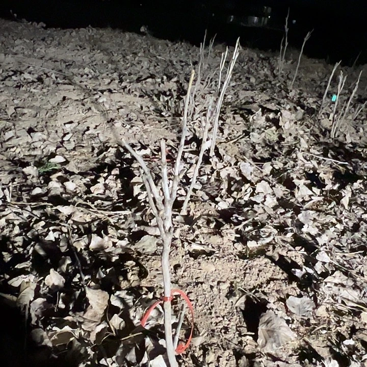 凡***聊完全开放花王中颗