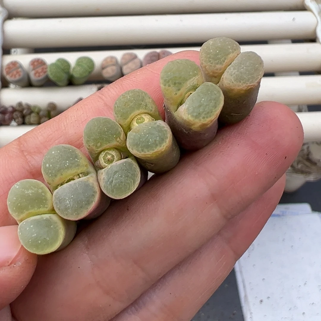 12.10好看的多肉脱土发货673