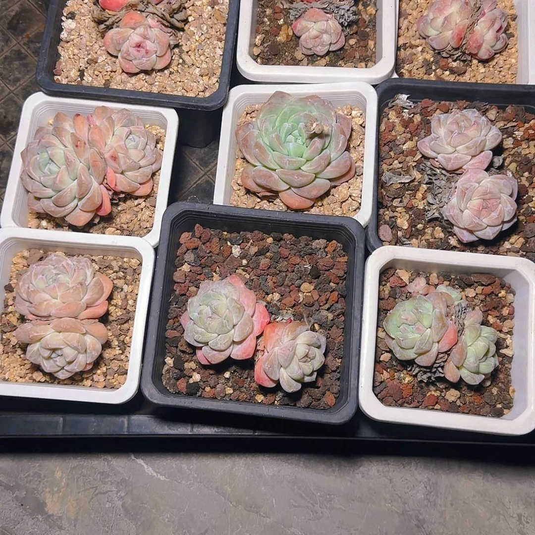 安*冰玉十颗77号一物一拍