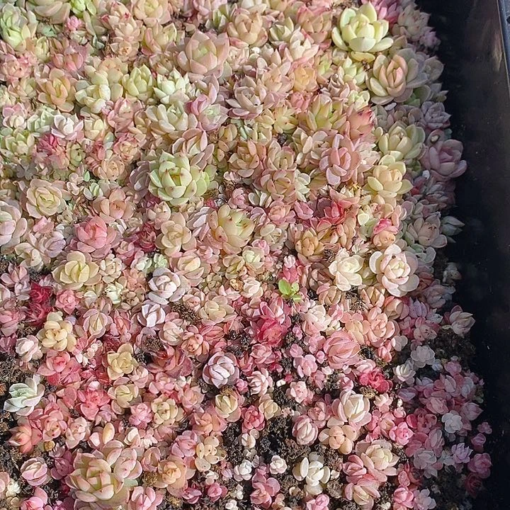 122 多肉植物盆栽花卉盆栽