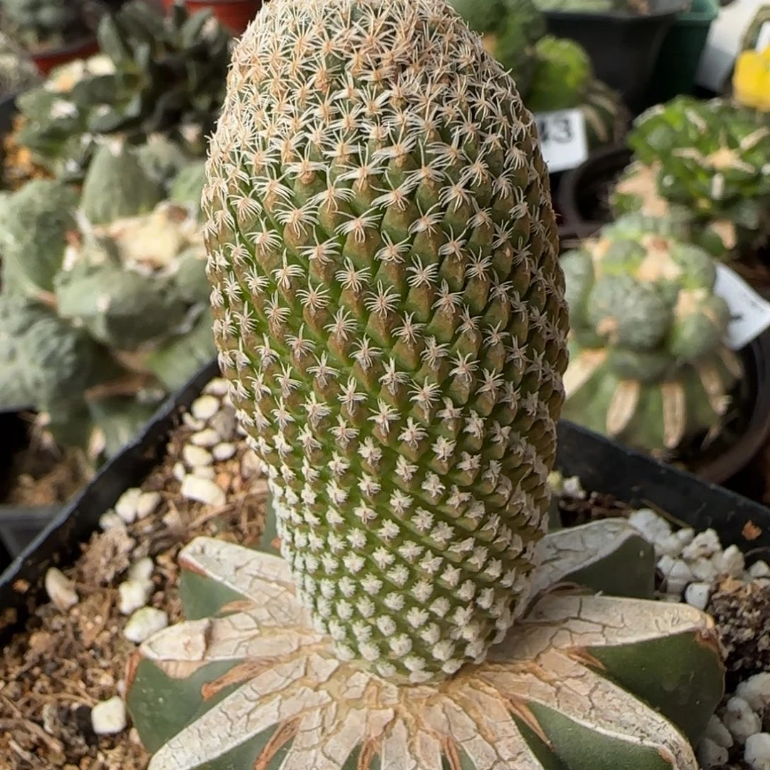 【闪购商品】苗接银牡丹795