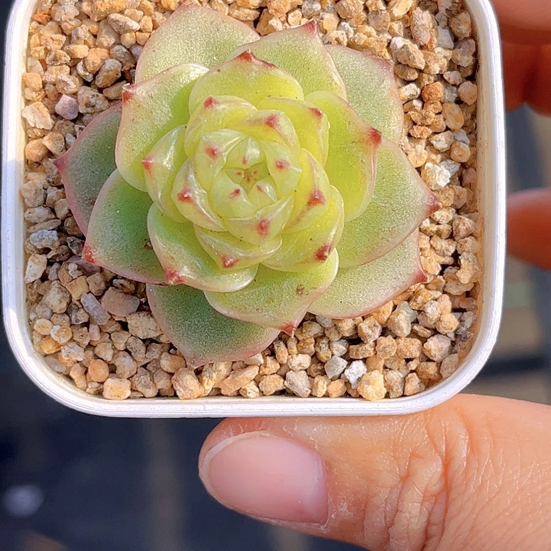 867 放漏  新品珍妮 满18包邮