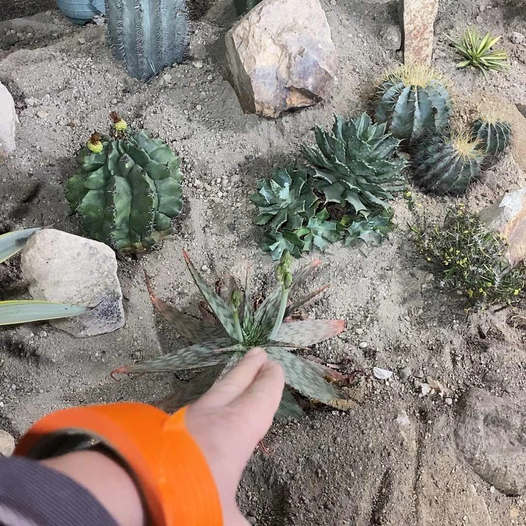 水***眠芦荟一颗。