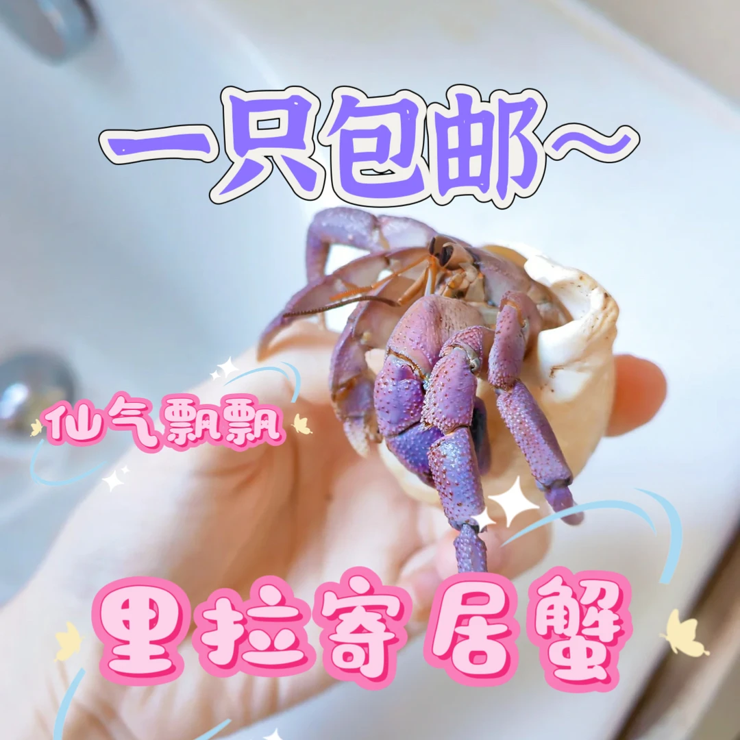 陆生寄居蟹萌宠超值批发摆摊宠物套餐寄居蟹宠物直播间
