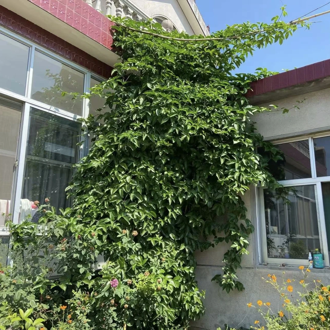 云南花卉【百香】盆栽开花植物通用链接庭院阳台室外喜阳地栽