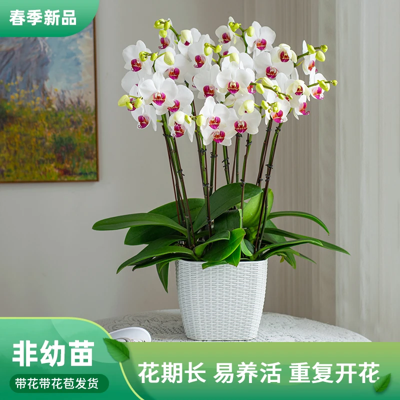 蝴蝶兰盆栽【哈利法克斯】带花易养活室内开花绿植花卉种植花-8