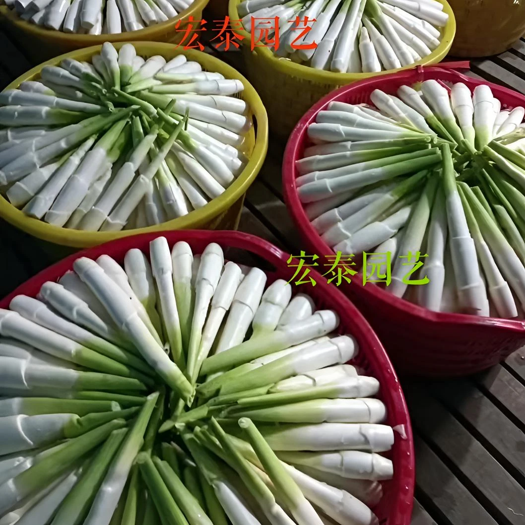 现挖高产早熟双季茭白苗种单季高笋苗高瓜冬笋苗老根老苗水生蔬菜