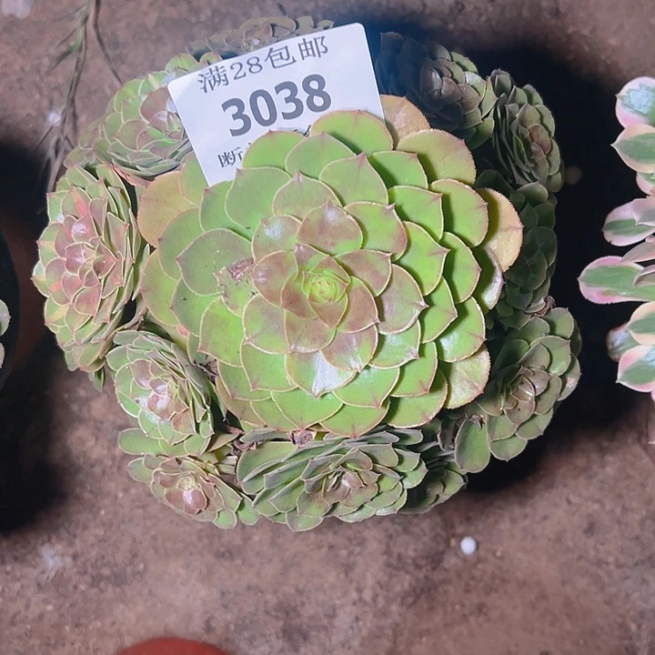 3038红心万圣节多肉植物
