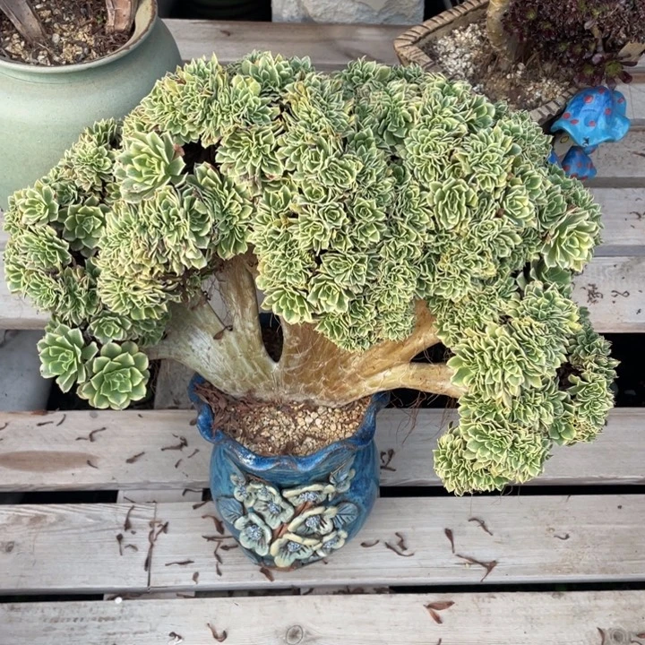 法师老桩缀化绿豆沙