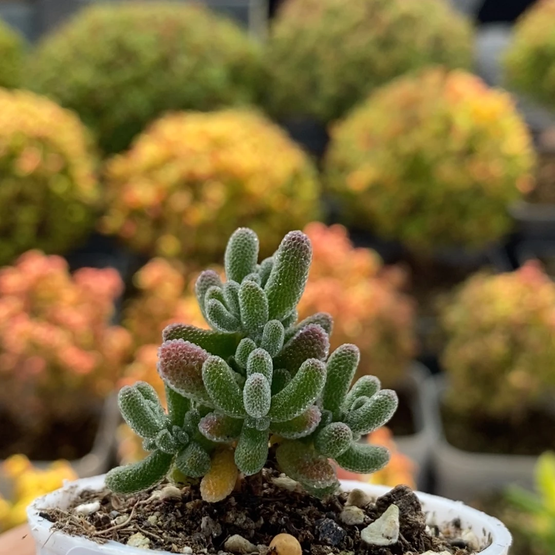 辣***滚实生冰晶1089枝干番杏