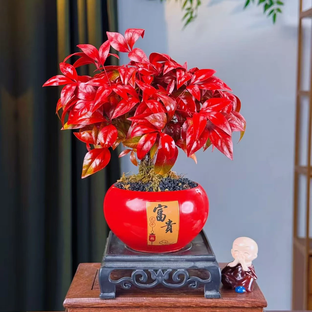 越冷越红火焰竹植物书房桌面盆栽好养年宵花盆景