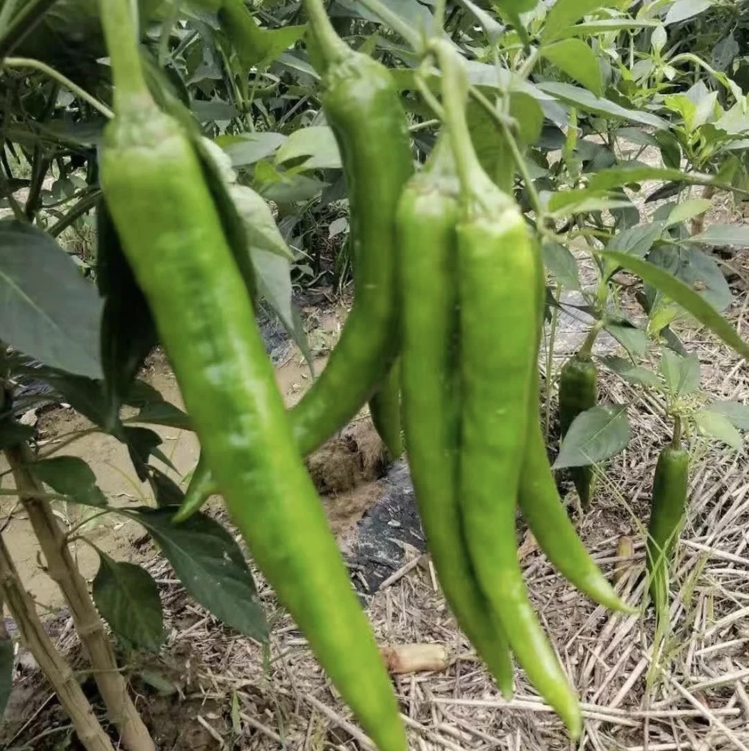 2025农家自种老品种牛角椒自然成熟羊椒椒