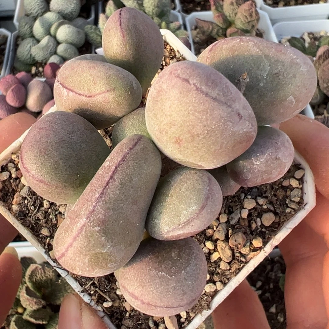 球球紫蛋老桩多肉植物水泡