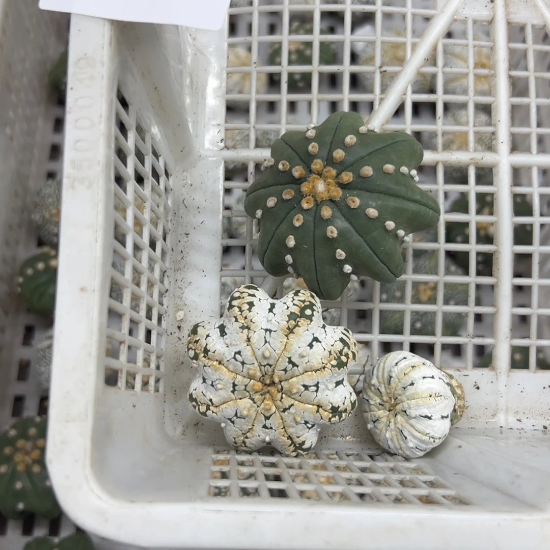 姗****21三颗多肉植物仙人球
