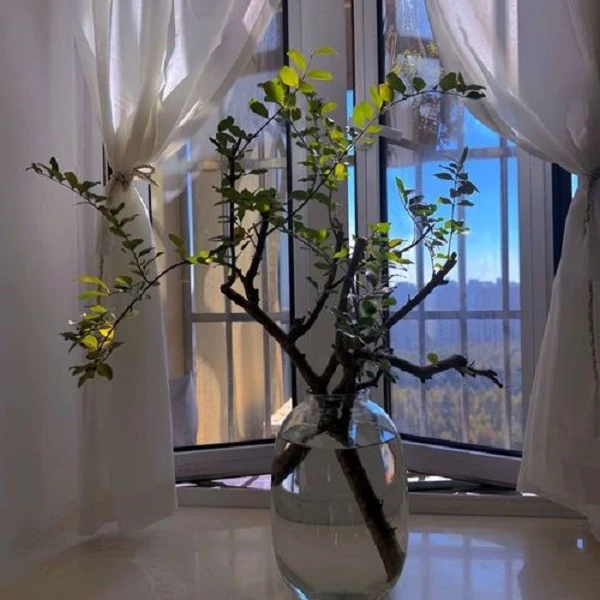 小叶女贞水培发根植物室内好养易活客厅茶室绿植